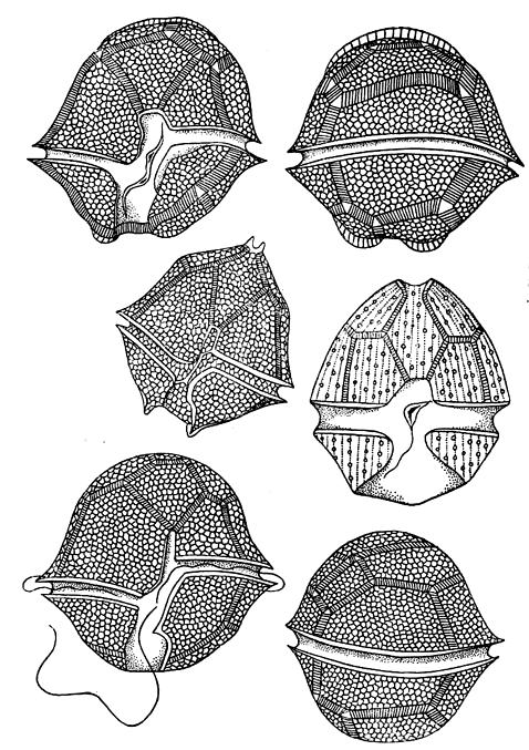 Oddělení: Dinophyta -obrněnky Peridinium willei