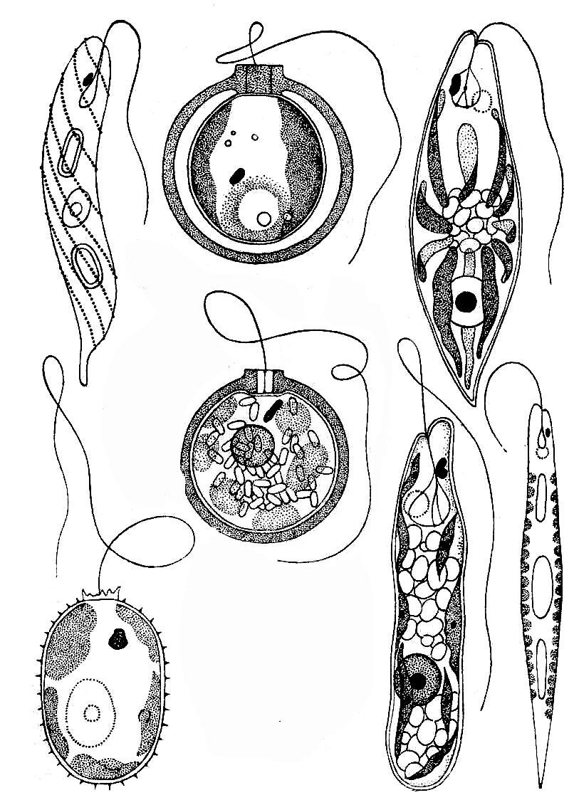 Oddělení: Euglenophyta - krásnoočka Euglena spirogyra Euglena viridis (krásnoočko