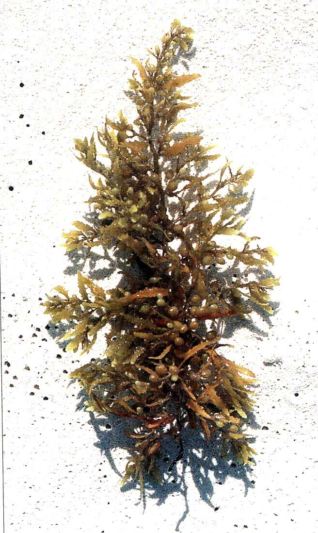 Sargassum