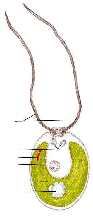 Oddělení: Chlorophyta -zelenéřasy Třída: Chlorophyceae zelenivky bičíky