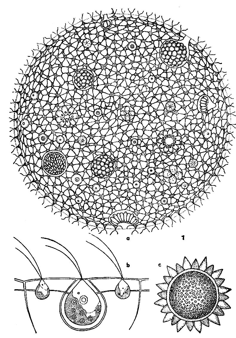 (kolonie) antheridium