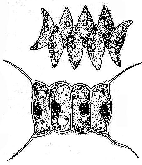 Třída: Chlorophyceae Scenedesmus