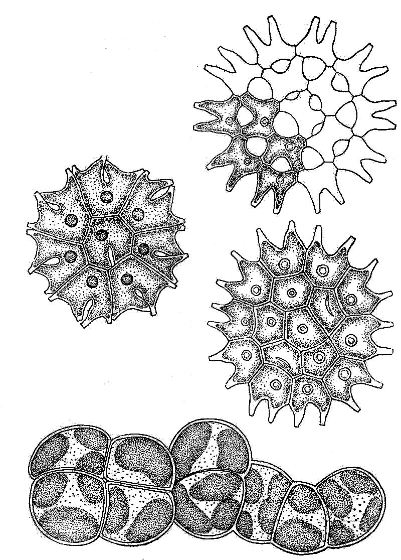 Pediastrum duplex Pediastrum tetras Pediastrum