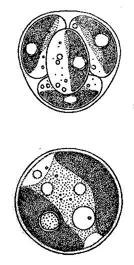 Trebouxiophyceae