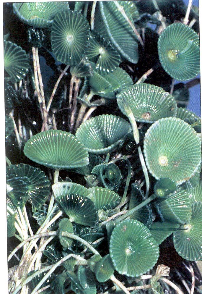 Třída: Ulvophyceae -vláknité