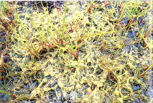 Třída: Charophyceae -parožnatky Chara foetida klíčící