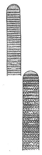 Chroococcales sinivka (Chroococcus