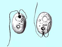 rostlin: Euglenophyta