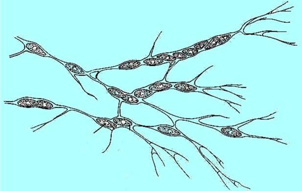 LABYRINTHULOMYCOTA - ZÁKLADNÍ CHARAKTERISTIKA Malá skupina dosud nepříliš probádaných organizmů, vázaných na mořské biotopy, kde se