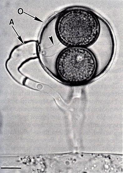 Pohlavní rozmnožování je oogametangiogamie. Antheridium kyjovitého tvaru, oogonia kulovitá, s jednou či více oosférami.