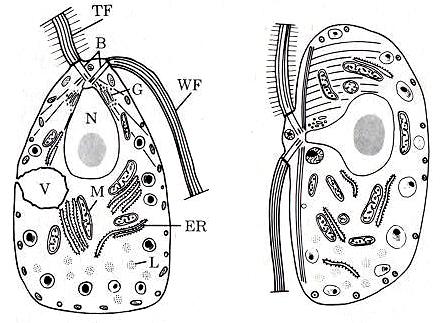 PERONOSPOROMYCOTA DALŠÍ DŮLEŽITÉ INFORMACE Původ: pravděpodobně apoplastická větev pravěkých chromist se sifonální stélkou.