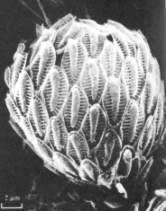 Chromalveolata Synura petersenii,