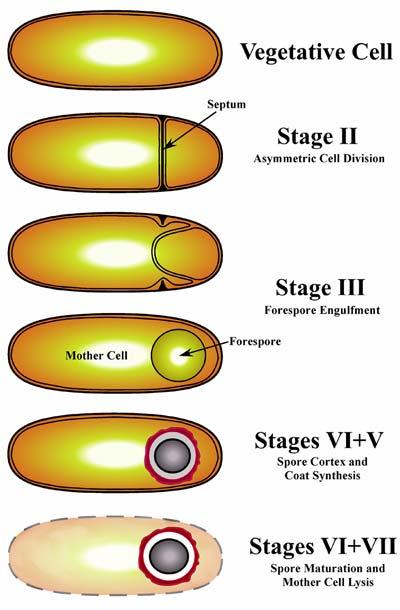 Spory Formy některých bakterií,