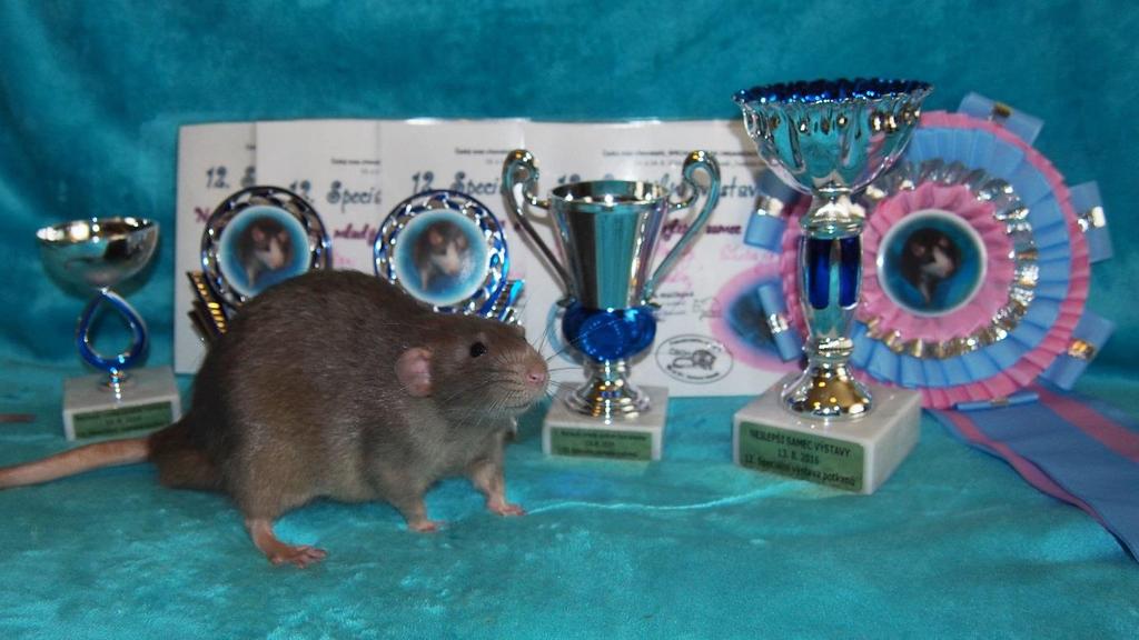 POTKANI SOBOTA ocenění varieta jméno vystavovatel body BOS (Best of show) černý postříbřený Tommy Rebas Rene Bastiaans 96 Nejlepší samec výstavy ruský modrý Lilian z Planety Zubajda Julius Lužný