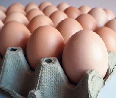 Food Security Index (GFSI) pro rok 2018. Zpráva sponzorována společností Corteva Agriscience poskytuje obecné schéma k pochopení hlavních příčin potravinové nezabezpečenosti.