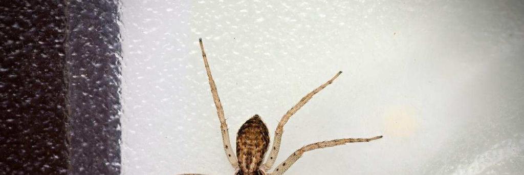 2018: Druhová diverzita, početnost a význam pavouků (Arachnida, Araneae) na listnatých dřevinách v arboretu Mendelovy univerzity v Brně [Species Diversity, Abundance and Importance of Spiders