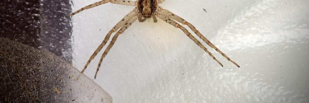 2017 [ 2016 ]: Pavouci (Araneae) Národní přírodní rezervace Adršpašsko-teplické skály. Spiders of the National Nature Reserve Adršpašsko-teplické skály. Acta mus. Reginaehradecensis S.