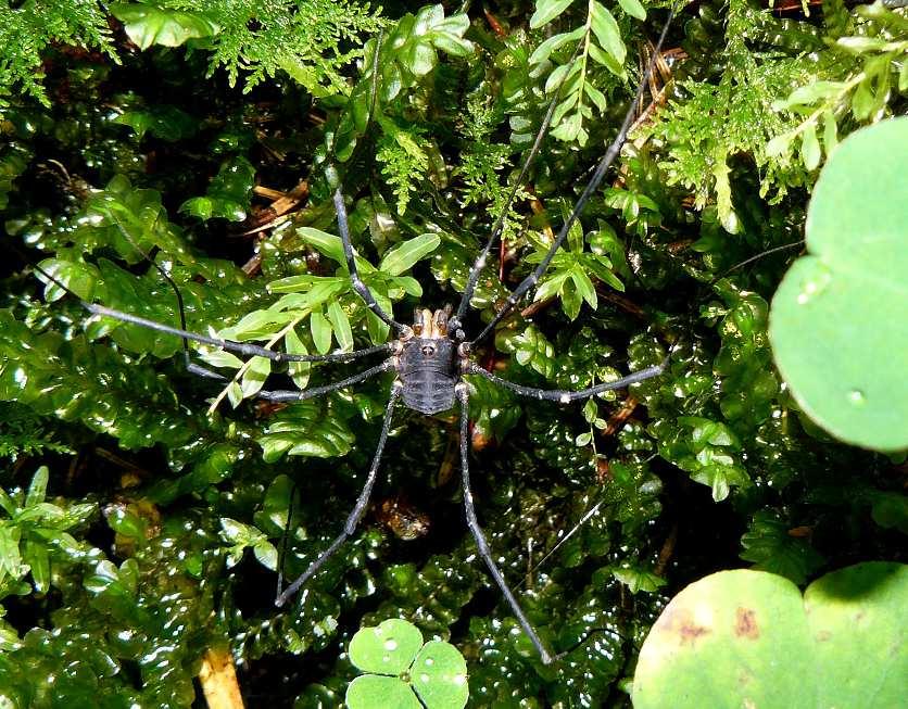 Machač) PAVOUK Zpravodaj České arachnologické společnosti, číslo 44 Vydává: Česká arachnologická společnost,