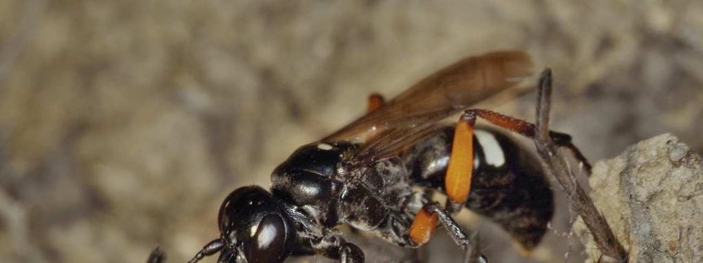 bivoltinní. Vyskytuje se na hlinité a sprašové půdě i na stepních lokalitách. Hostiteli jsou slíďáci rodů Alopecosa, Arctosa, Trochosa a zápřednice (Cheiracanthium).
