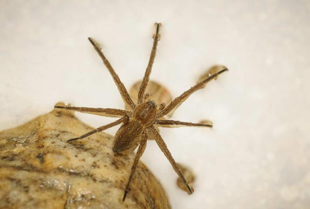 Jak dlouho vydrží Dolomedes pod vodou?