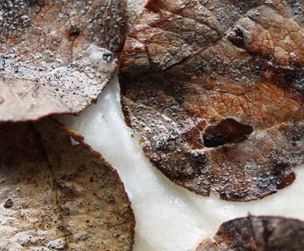 buněk listu a vytváří se subkutikulární mycelium.