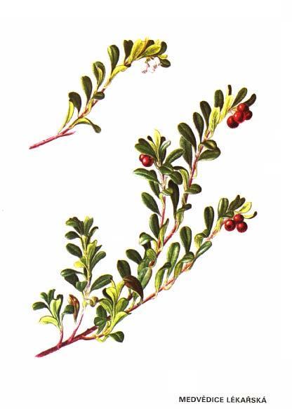 5 Léčivé rostliny používané do urologických čajových směsích 5.1 Medvědice lékařská Arctostaphylos uva-ursi (L.) Popis rostliny: Medvědice se řadí do čeledi vřesovcovité (Ericaceae).