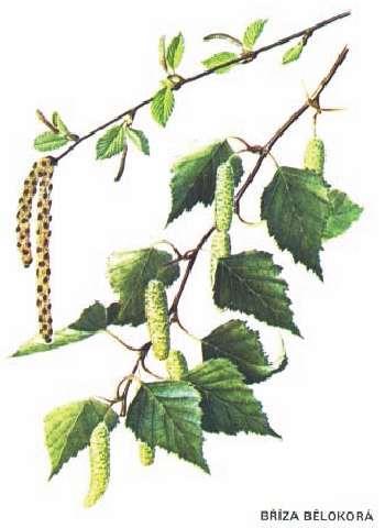 flavonoidy 0,9 %, fenolické kyseliny (kyselina kávová, ferulová), kyselina křemičitá 10 %, chlorid draselný a hlinitý, vitamíny B1, B2, B6, C, E, K, fenolické látky (onitin), silice a organické