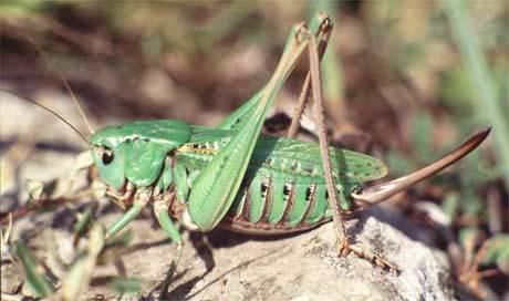 2. nadčeleď: Tettigonoidea kobylky - velmi dlouhá nitkovitá