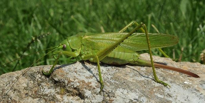 samice kobylky Tettigonia