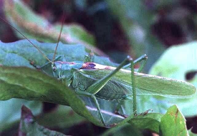 samec kobylky zelené (Tettigonia