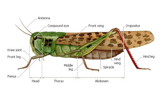 Řád: ORTHOPTERA (=SALTATORIA) rovnokřídlí: podřády Ensifera (kobylky) a Caelifera