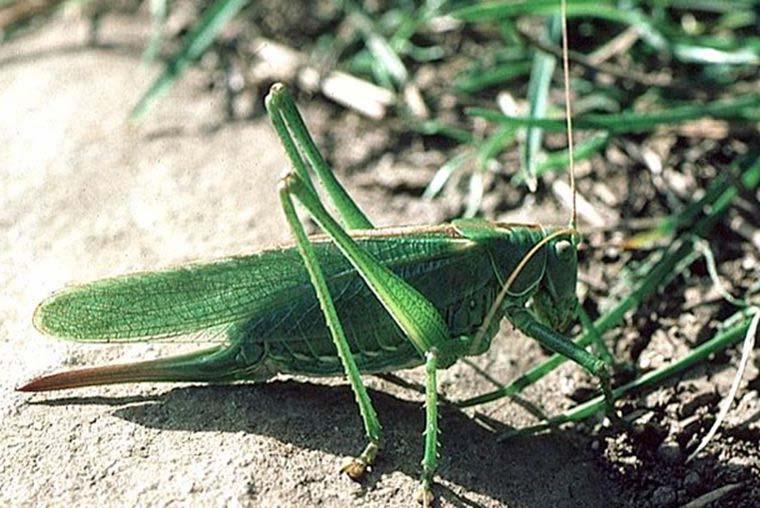 samice kobylky zelené (Tettigonia