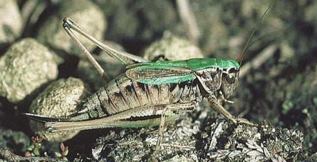 samice kobylky Metrioptera