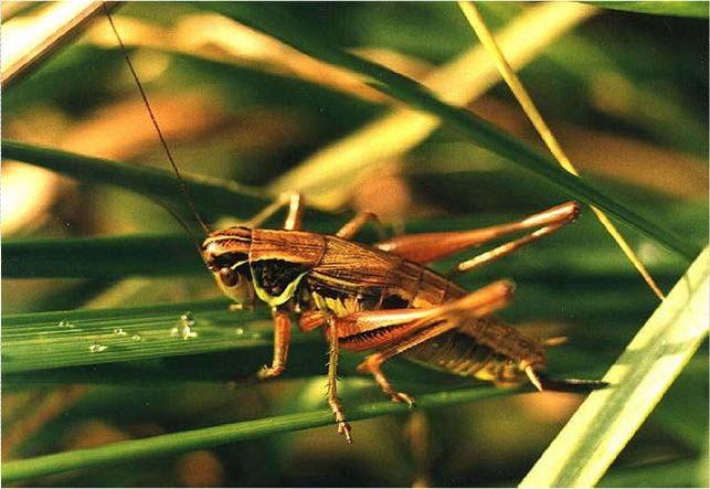 samice kobylky Metrioptera