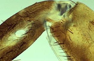 Podřád: ENSIFERA kobylky (Suborder: ENSIFERA Bush Crickets) - tykadla dlouhá (více než 30 článků) - zvukové (stridulační) orgány alárního typu - sluchový orgán