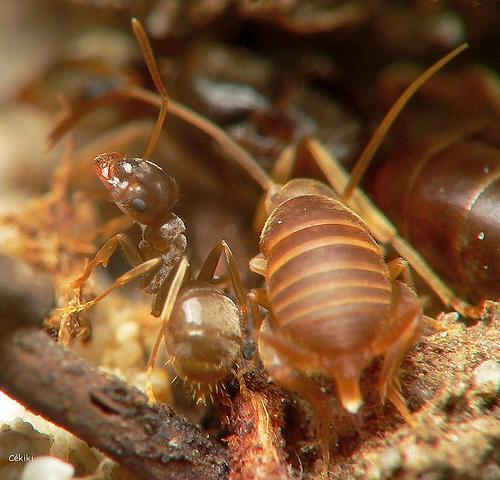 cvrčík mravenčí