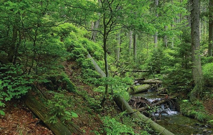 Horní uzávěr (zhlaví) Vitáskovy rokle 11 Anemo-orografické (A-O) systémy Vysokoholského hřbetu: M lokální vítr Merty, DD lokální vítr Divoké Desné; závětrné turbulence (shora) pod Petrovými kameny,