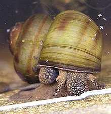 Řád: Mesogastropoda Čeleď: Viviparidae bahenkovití Viviparus (bahenka) má velké (3-5 cm) zavalitě