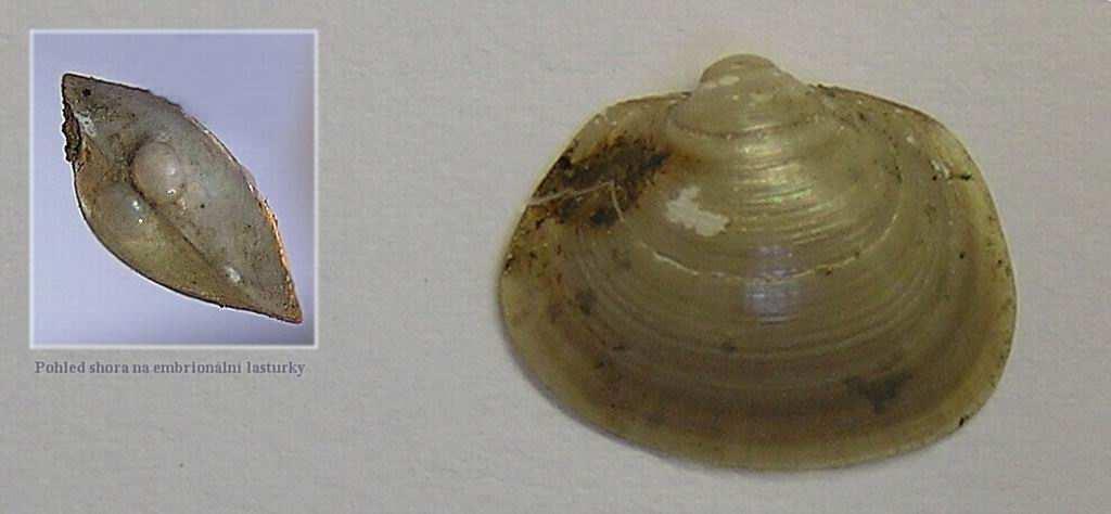 Sphaerium corneum - o. rohovitá - 10-13 mm, běžně v eutrofních vodách především nížin.