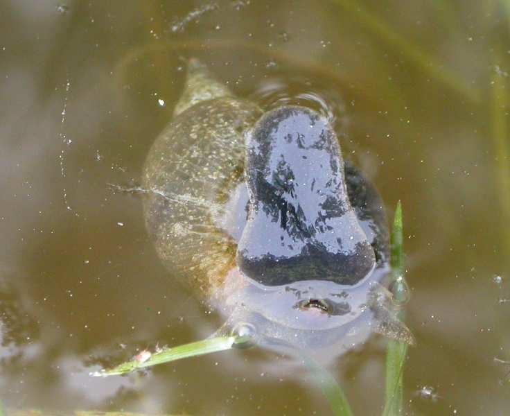 Zástupci např. čeledi Planorbidae, kteří jsou více vázáni na substrát, vylézají k hladině většinou po rostlinách.