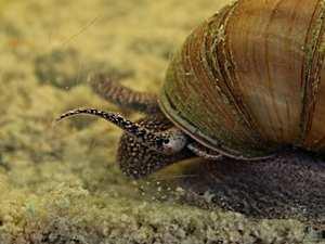 Gastropoda (plži) Rozmnožování a vývoj všichni předožábří až na rod Valvata jsou gonochoristé všichni plicnatí hermafrodité u předožábrých je vyvinut pohlavní dimorfismus samci bývají menší a liší se