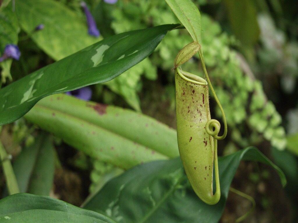 Metamorfózy Láčkovka (Nepenthes) - metamorfóza