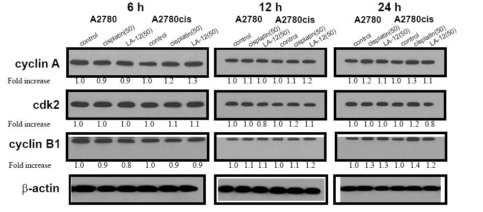Hladiny proteinů regulujících buněčný cyklus (cyklin A, B1, cdk2) u buněk