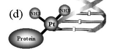 Proteins Proteiny? Peptides Peptidy? Glutathione RNA? Metallothioneins Metallothioneiny Cytoskeletální Cytoskeletal proteins?