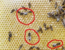 klade matka za den za rok: Která včela je v úlu největší: a která je
