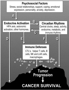 Příklady cirkadiánních rytmů u savců Produkce melatoninu Sekrece kortizolu Teplota tělesného jádra Exkrece K +, Na +, Ca ++ a vody močí Arteriální krevní tlak Hematologické proměnné (hemoglobin,