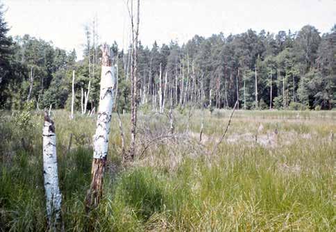 (1984) Mokřiny kolem rybníka Horní