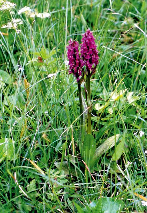 Vstavač májový (Dactylorhiza majalis)