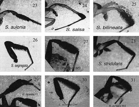 důkladně studován u nearktických slíďáků rodu Schizocosa, jehož zástupci jsou různými morfologickými strukturami v podobě chomáčků chloupků (tufts) vybaveni velmi často (Obr 3).