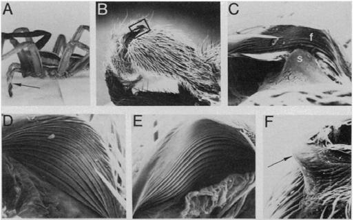 u čínského slíďáka Arctosa vaginalis Yu & Song, 1988.